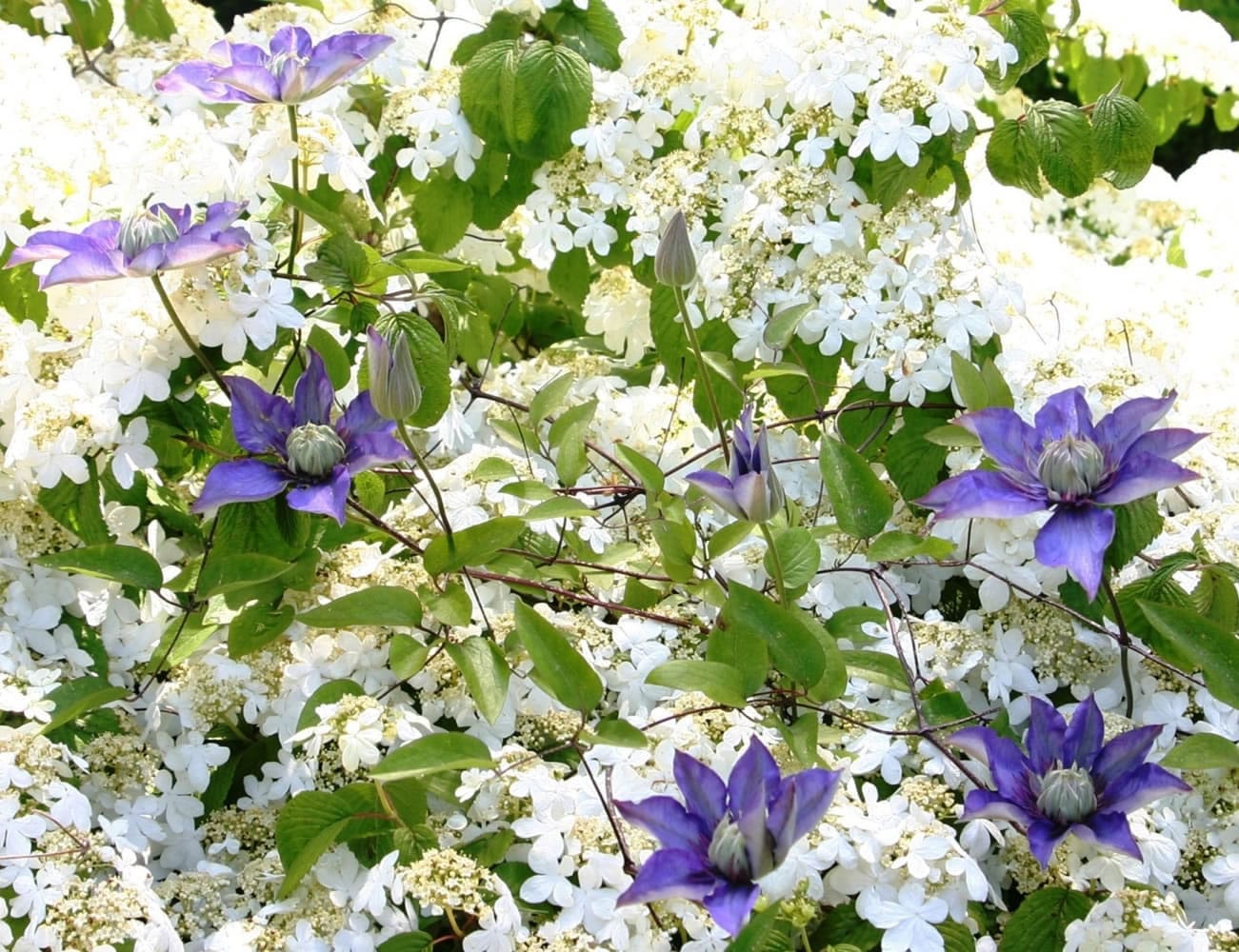 Robb Rosser
The flower display of the classic Shasta Viburnum is intensified by the addition of the climbing Clematis 'Multi-Blue.'