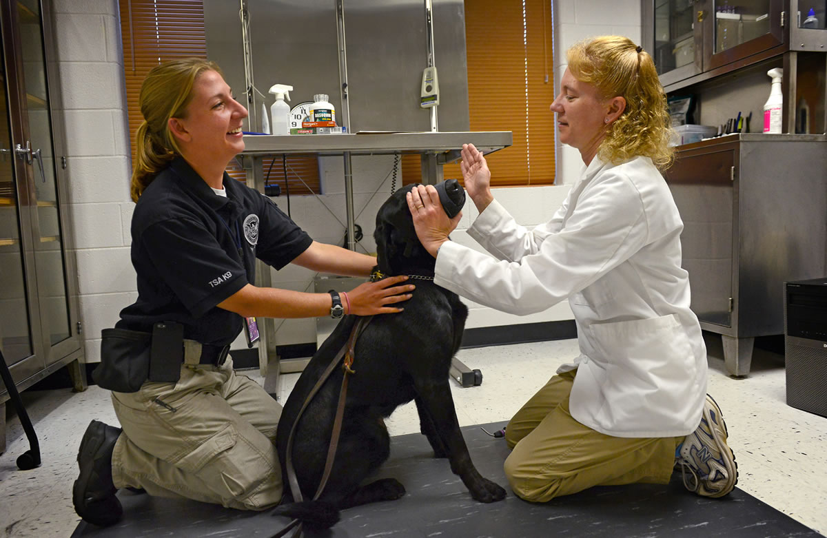 Transportation Security Administration officer Alexandra Hassler, left, holds explosives-sniffing dog Upton while veterinarian Nancy Vincent-Johnson performs an eye exam.