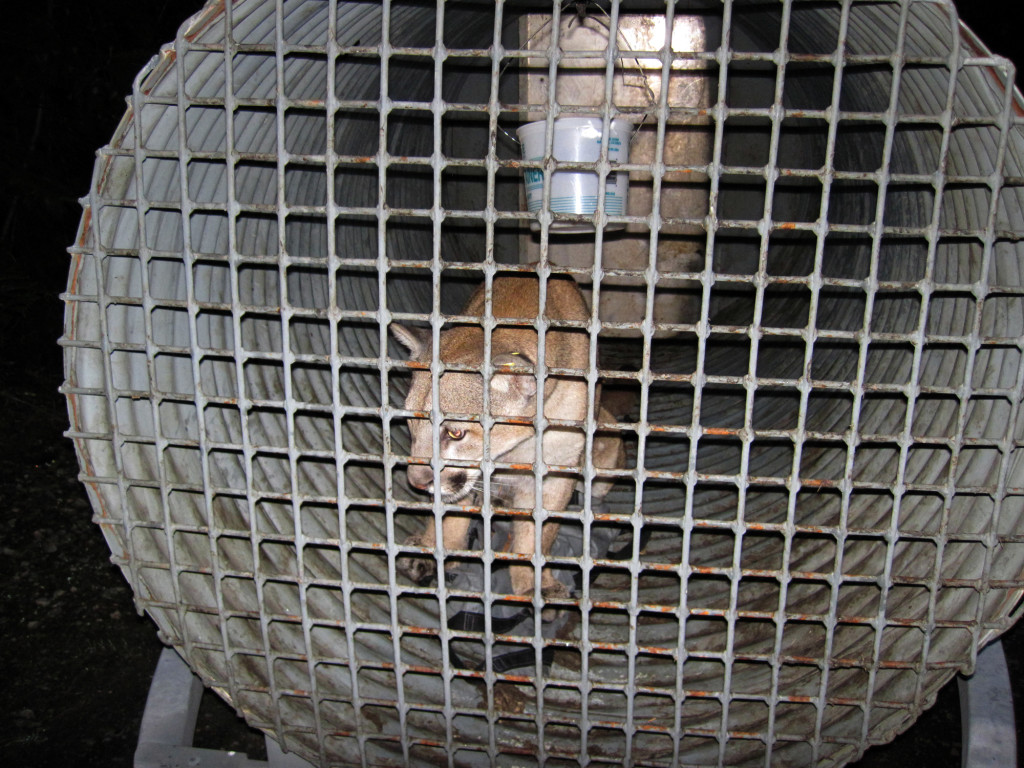 A cougar was found this year in Vancouver's Fircrest neighborhood in 2015. Washington Fish &amp; Wildlife officers tranquilized and captured the cat, releasing it 60 to 70 miles away later in the day.