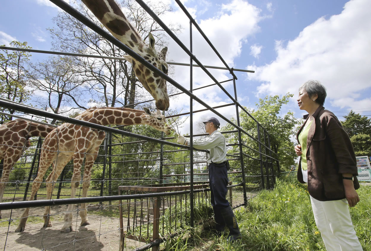 Reiko Tsurukawa, right, watches a man interact with Sky the giraffe at the Obihiro Zoo in Obihiro, Hokkaido, Japan on June 1.