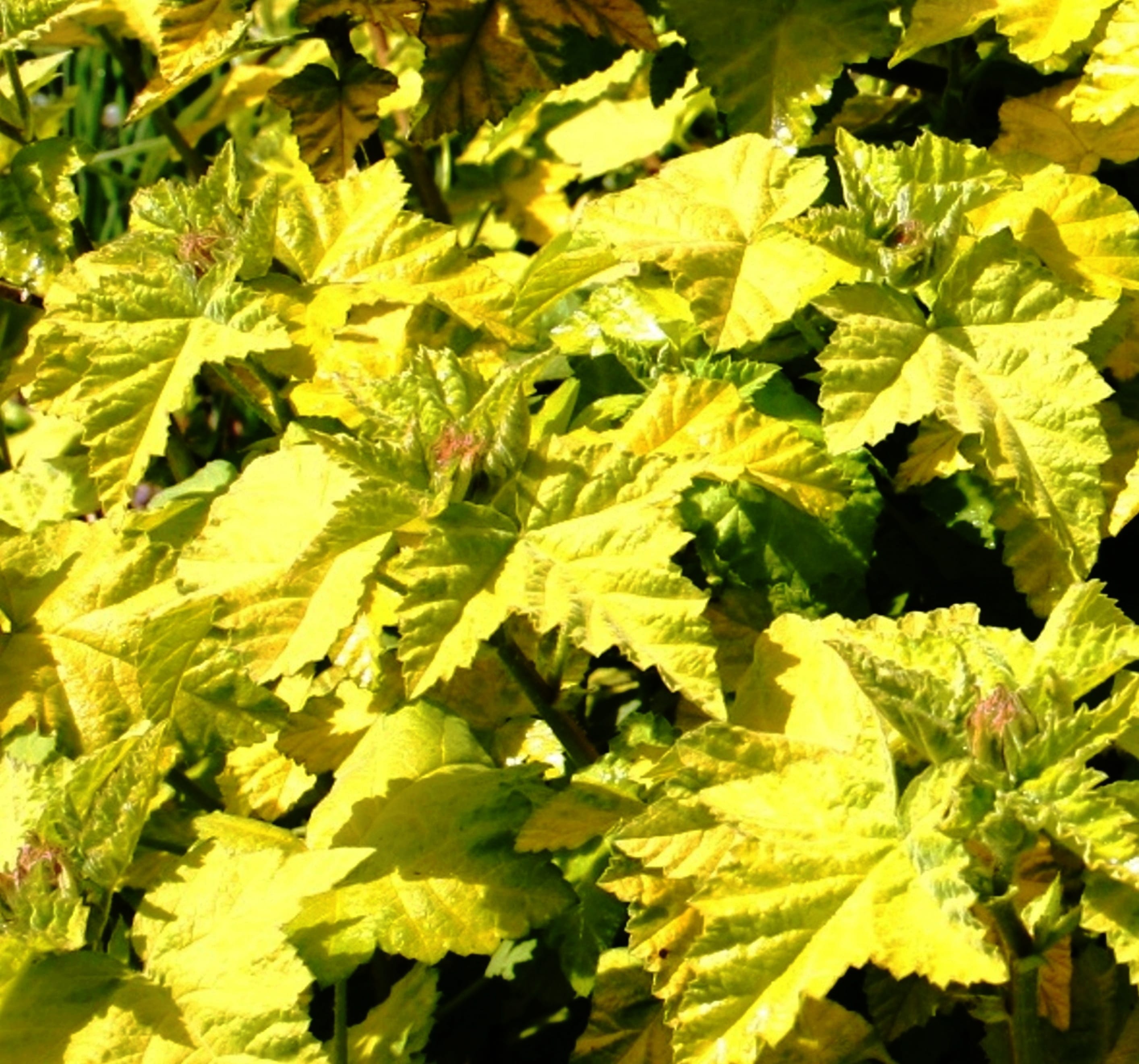 Lavatera &quot;aurea&quot; features singular, golden-green photosynthetic foliage that catches light in a mysterious and fascinating way.
