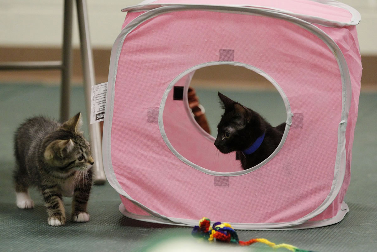 Kittens socialize during a kitten class at L'Chaim Canine and Feline at the Cuyahoga Valley Vet Clinic on July 8 in Richfield, Ohio.