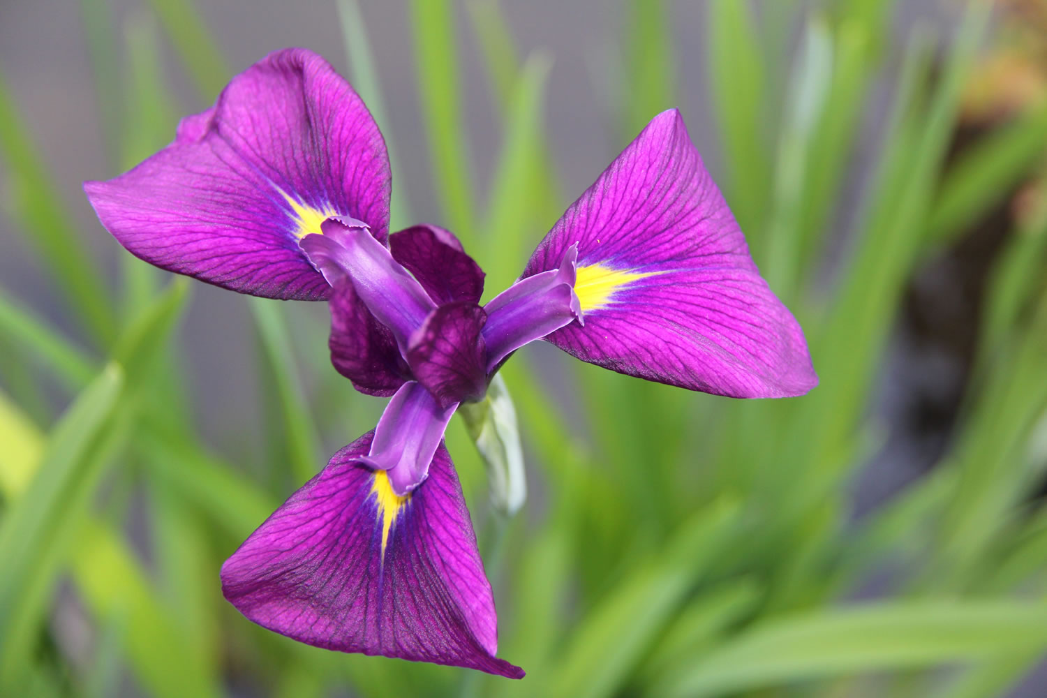 Rob Rosser
Gardeners love the stately summer iris, immortalized in the classic &quot;fleur de lis.&quot;