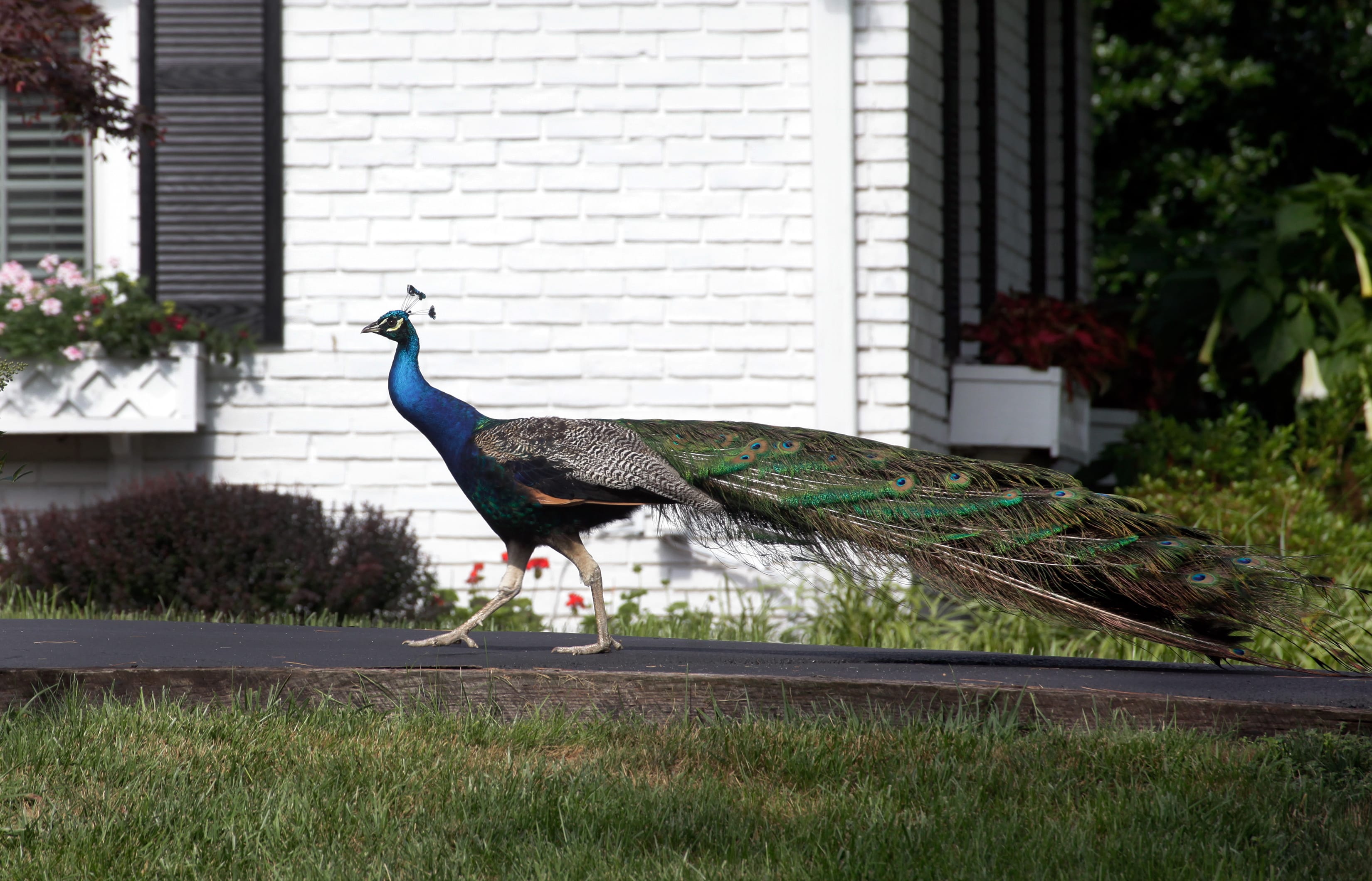A peacock wanders up the driveway of a house in a Silver Spring, Md., neighborhood in late July. The bird has been spotted since at least December.