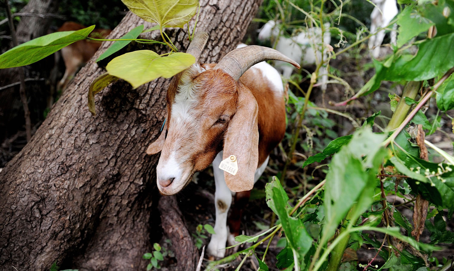 &quot;Eco-Goats&quot; begin the process of clearing land adjacent to the historic Congressional Cemetery on Aug.