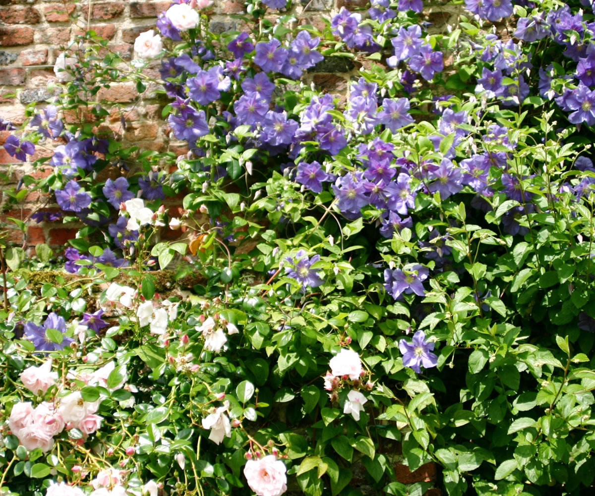 The classic combination of clematis and roses plays a starring role against the backdrop of a red brick wall.