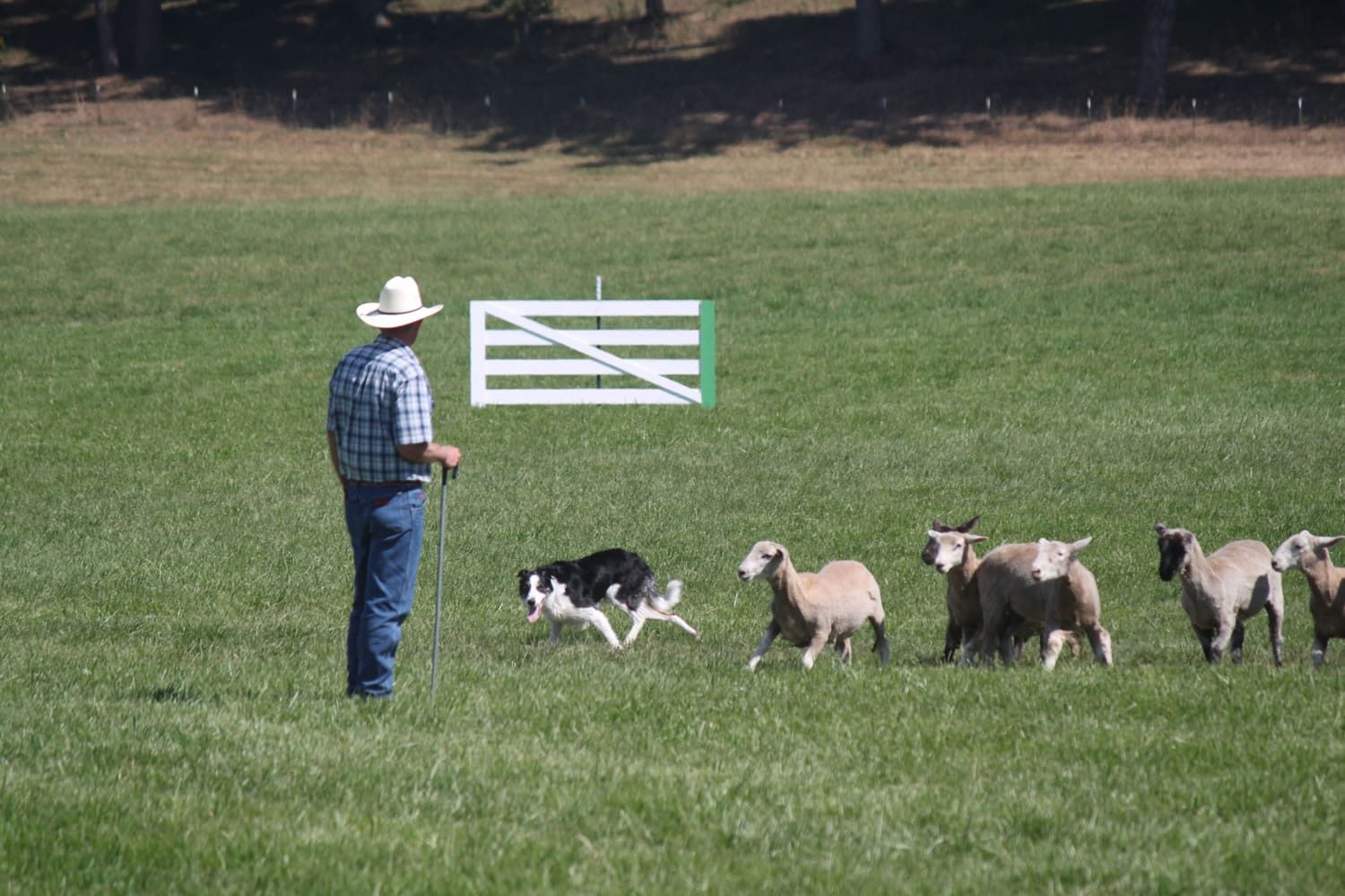 Post-Record file photo
Border collie Rex and her handler Rob Miller attempt to herd a group of sheep during the Lacamas Valley Sheepdog Trial, held at the Johnston Dairy Farm in Camas.