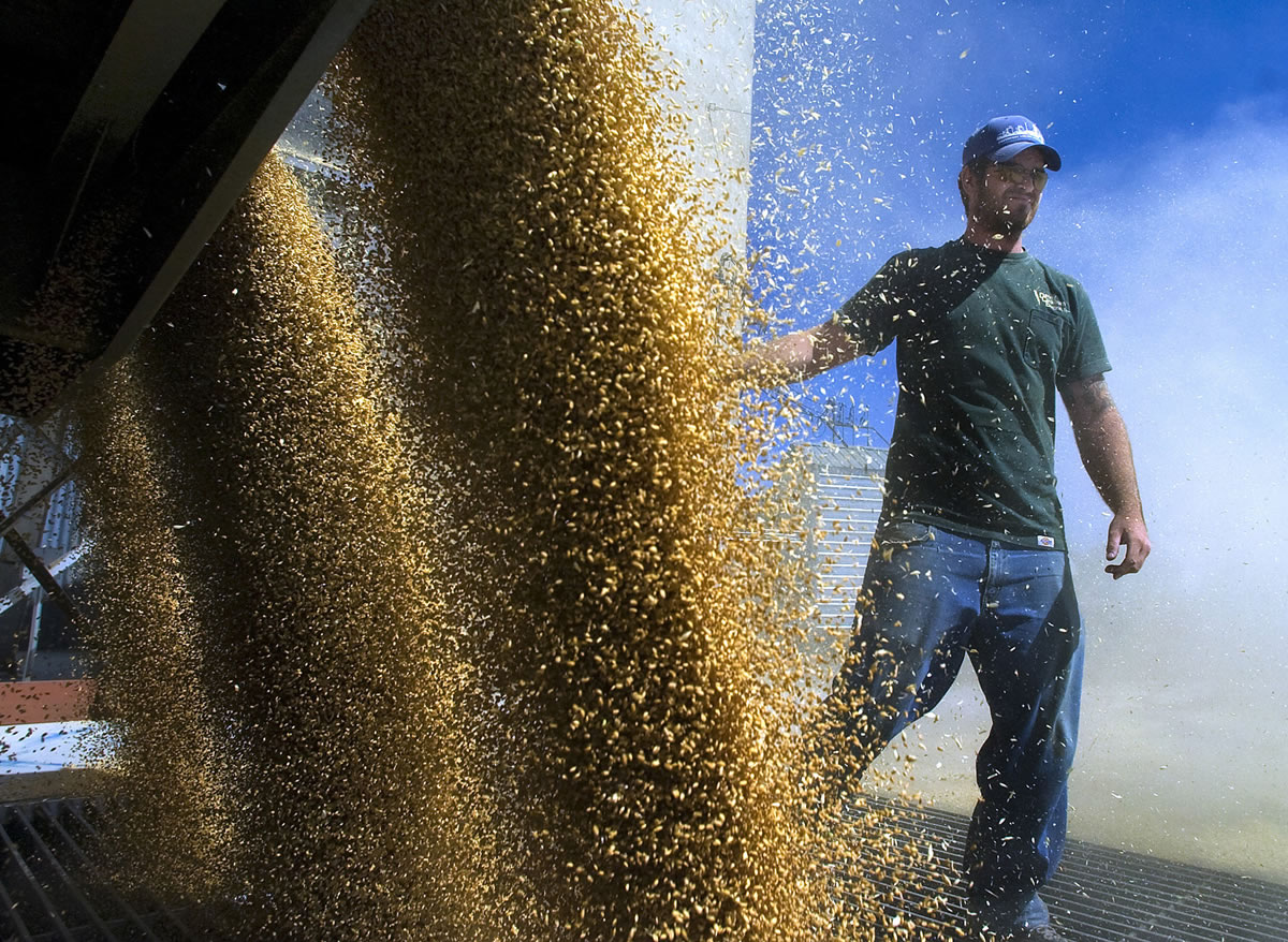 Cody Johnston, a &quot;wheat rat&quot; for Davenport Union Warehouse Co., unloads a truck of club wheat into a silo in 2007 in Davenport. Washington is expecting to have a bumper wheat crop this year.
