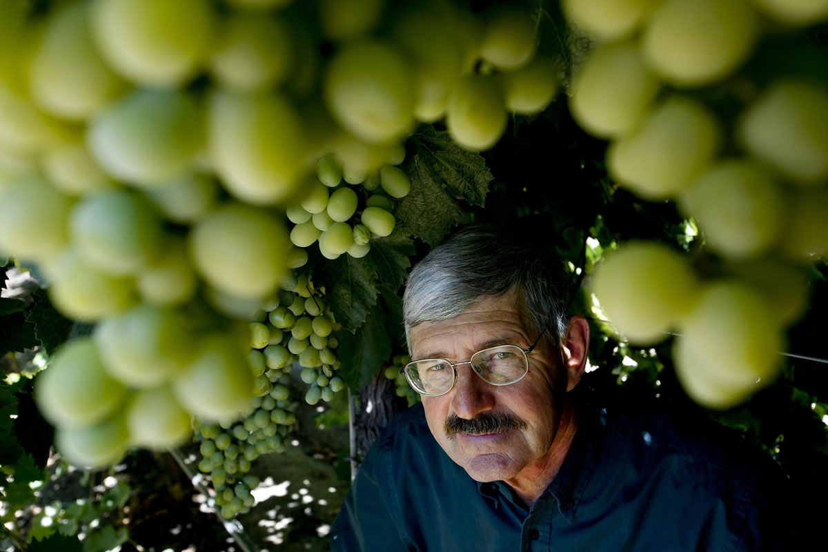 Geneticist David Cain with the Cotton Candy Grape at International Fruit Genetics.