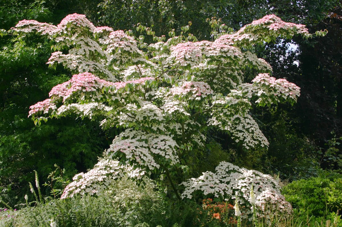 Give a tree or shrub the space to mature to its natural size; prune to enhance its true shape.