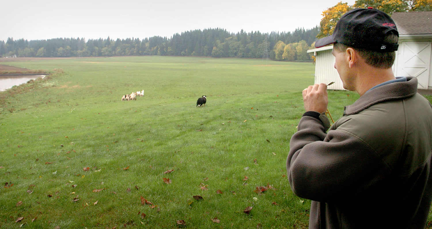 Lynn Johnston uses a whistle to direct Anna, his Australian border collie, to round up sheep on his fifth-generation dairy farm in 2006.