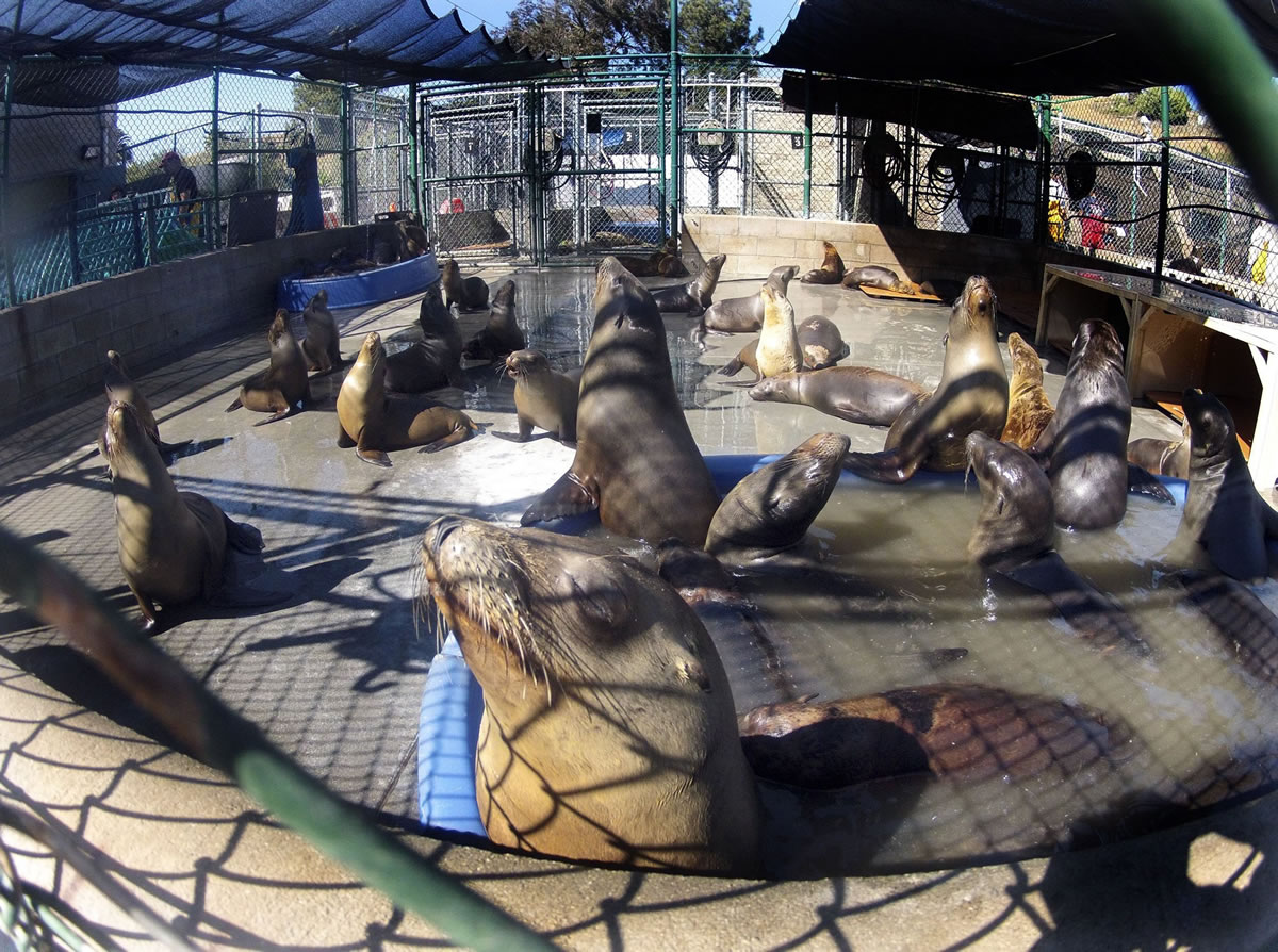 Dozens of sick and injured sea lions inhabit one of the large cages at the Marine Mammal Care Center at Fort MacArthur in San Pedro, Calif.
