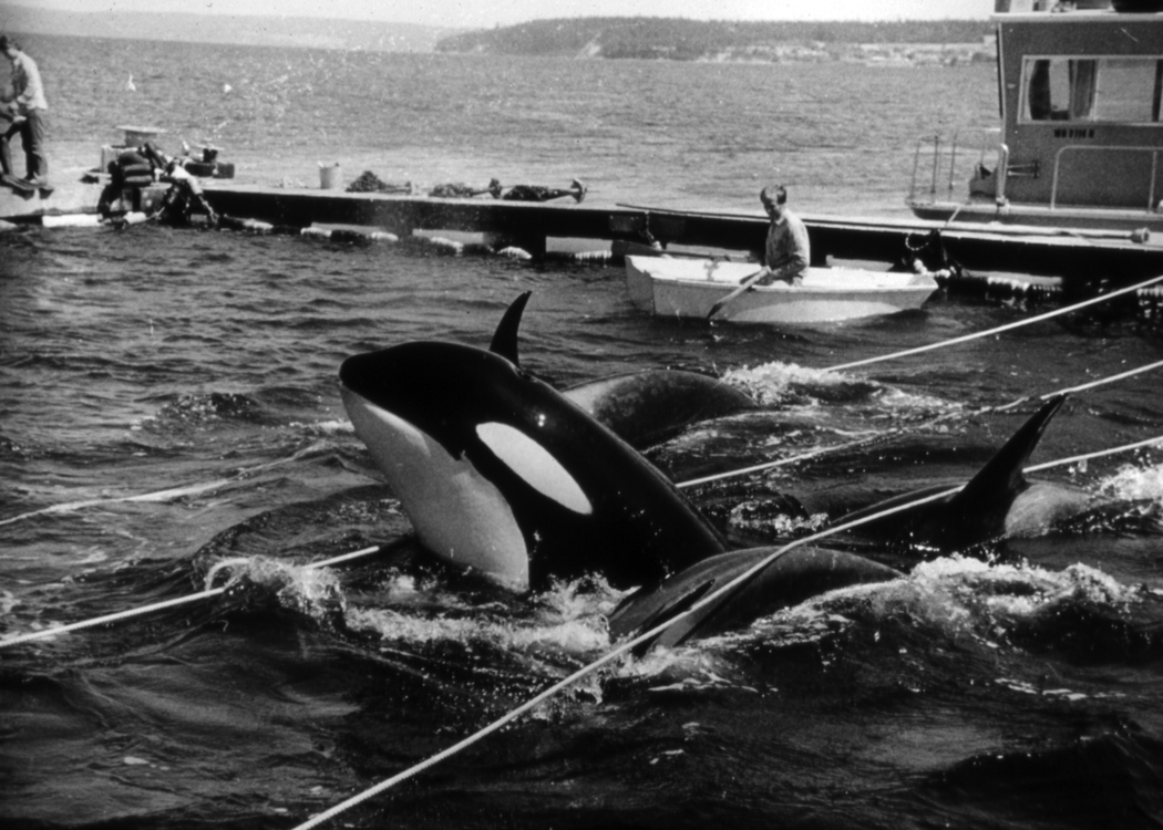 Members of a pod of orca whales are held captive in the waters off Whidbey Island in August 1970. Seven of the dozens of whales captured, including Lolita, were sold to marine parks.