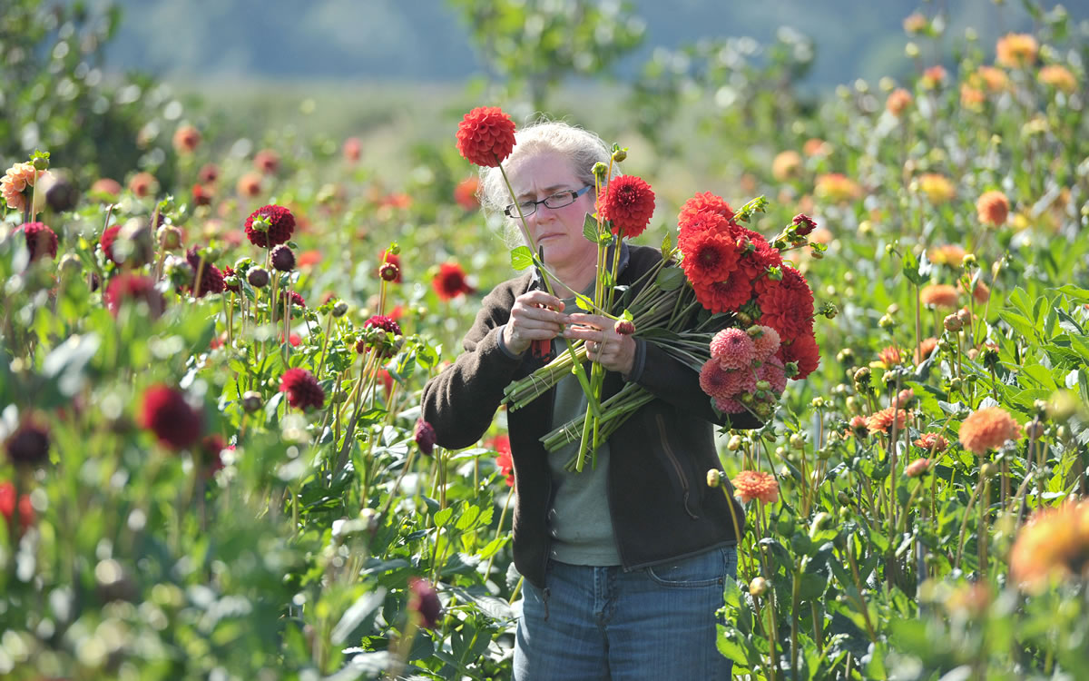 Diane Szukovathy, co-owner of Jello Mold Farm in Mount Vernon, collects Audrey Grace dahlias (red) and Snoho Jojo dahlias (pink), at her farm on Aug.