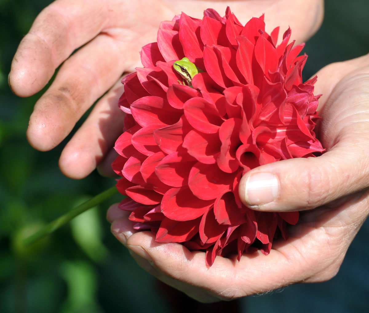 Diane Szukovathy, co-owner of Jello Mold Farm, holds a dahlia 'Ali Oop' with a frog in it, August 30, 2012, at her farm in Mount Vernon, Washington. Szukovathy said she notices more frogs hiding in flowers waiting for insects while the air is calm.