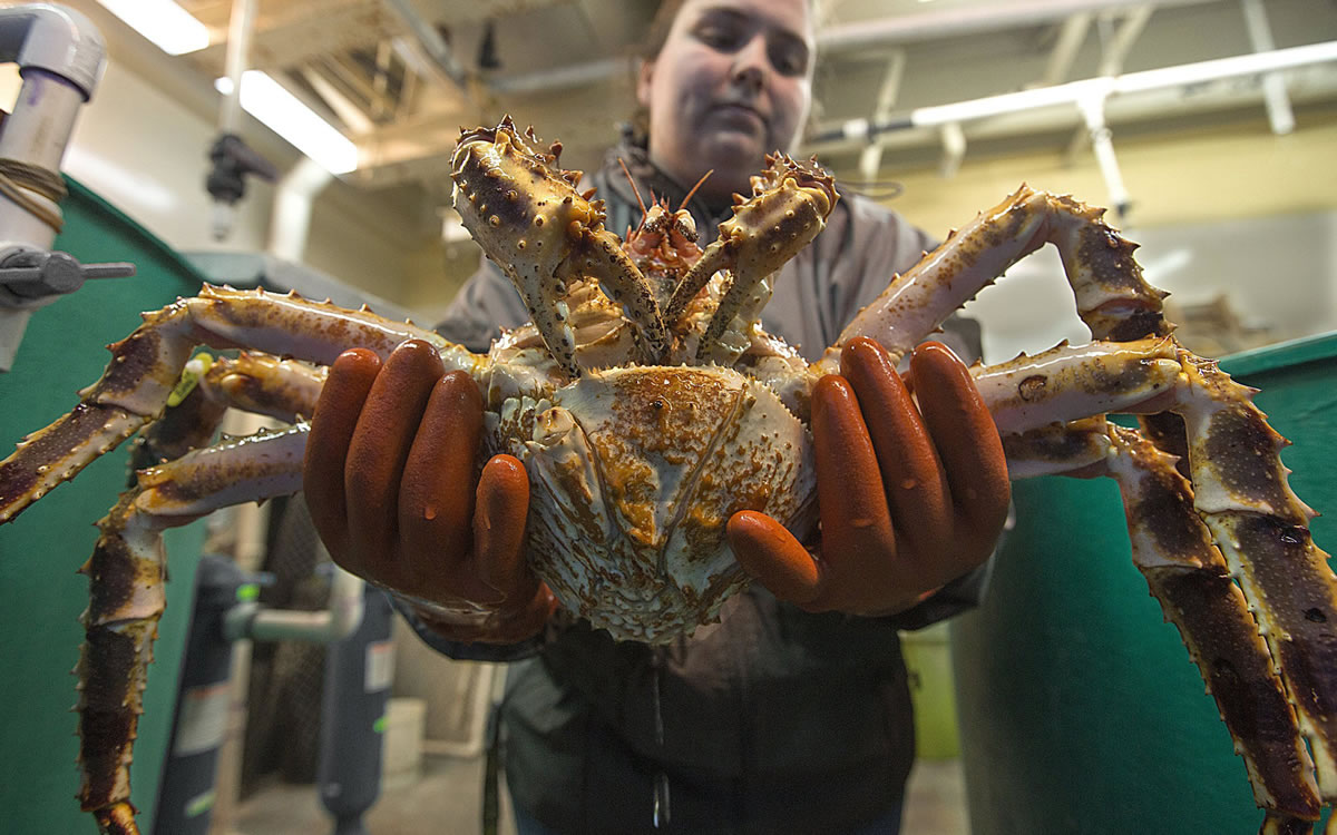 Graduate student Asia Beder holds a mature red king crab pulled from a tank at the Alutiiq Pride Shellfish Hatchery in Seward, Alaska, in March.