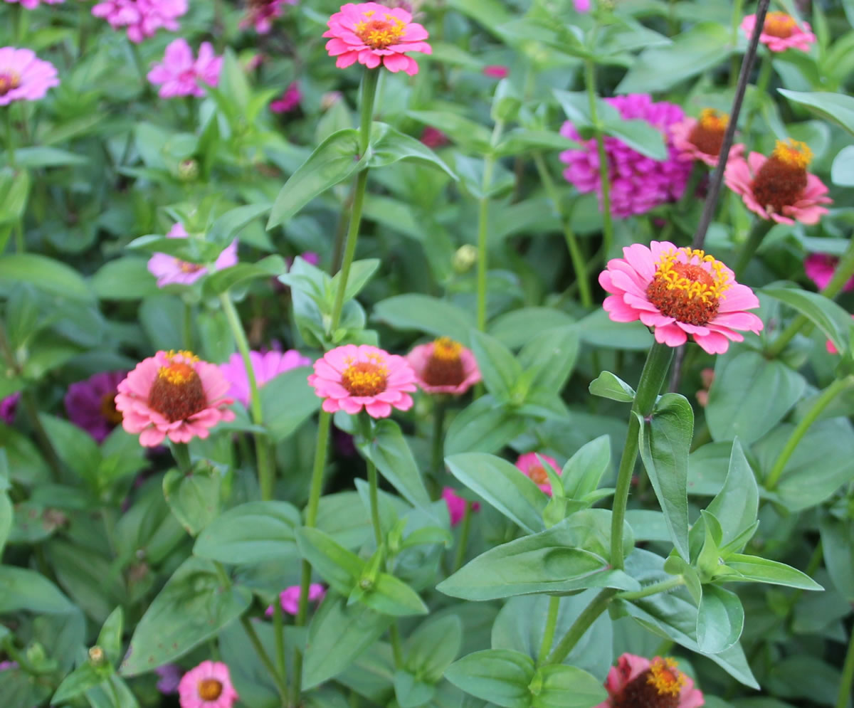 Overflowing with 'Lilliput' Zinnias, my neighbors John and Lucia get the prize for most charming annual flower bed.