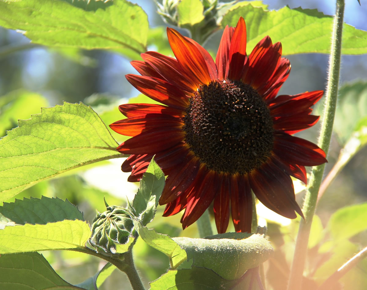 Hot, dry summer weather provides the perfect condition for late-blooming sunflowers.