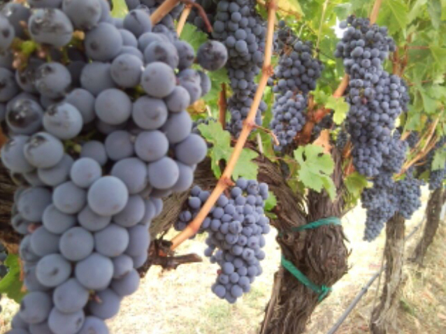 Heisen House Vineyards will offer guests a chance to sample the grapes they turn into wine.