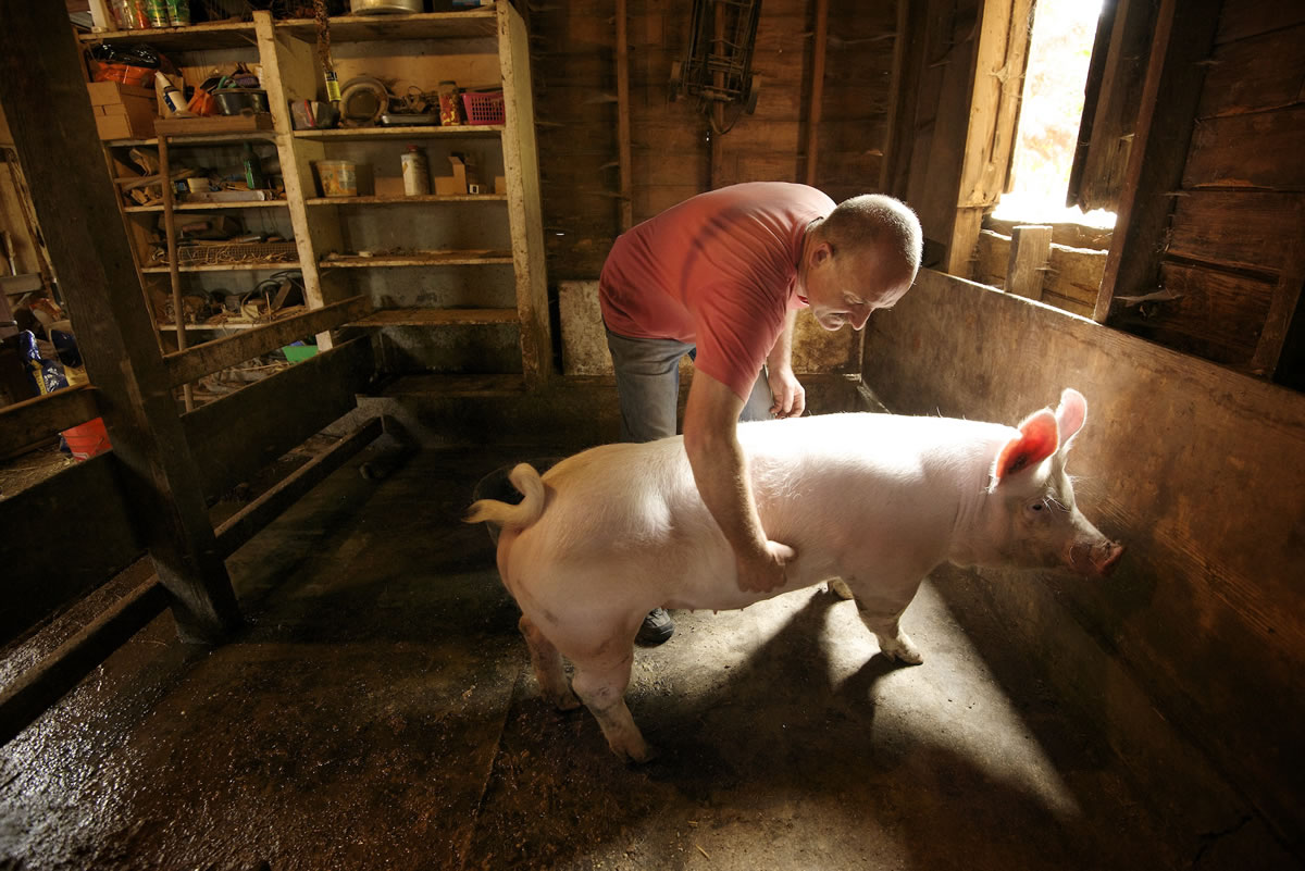 Gerry LaDuke, the &quot;Farmer in the Dell,&quot; said this week that he realizes the pigs on his property probably all need to go. Clark County has taken numerous complaints from his neighbors regarding the smell.