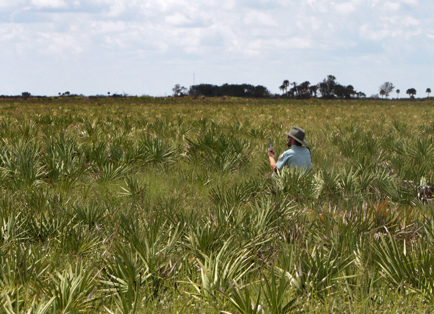 Paul Miller, biologist for the Florida Park Service, plays the call of the grasshopper sparrow to try and lure one out at Three Lakes Wildlife Management Area in Osceola County, Fla.