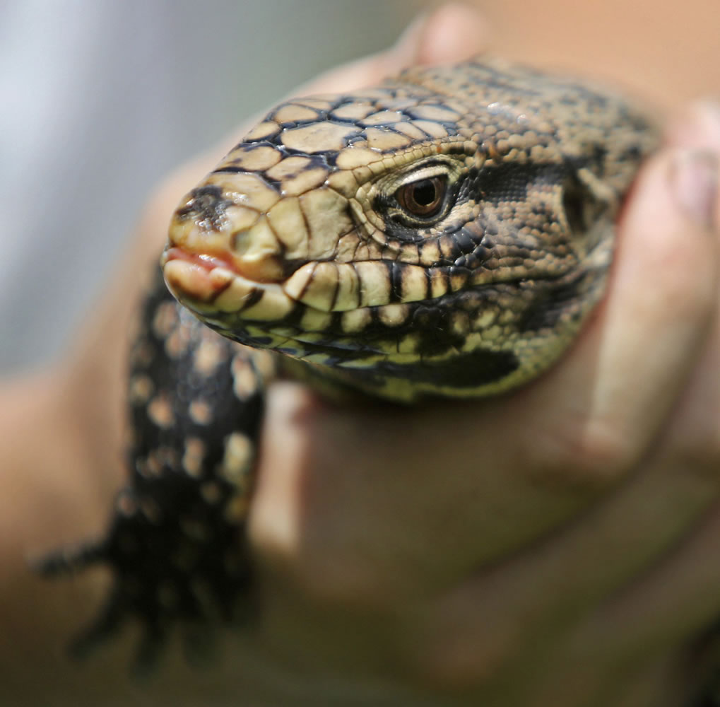 A young,exotic, tegu lizard is held by Jake Edwards, a wildlife technician for Florida Fish and Wildlife Conservation Commission in Florida .