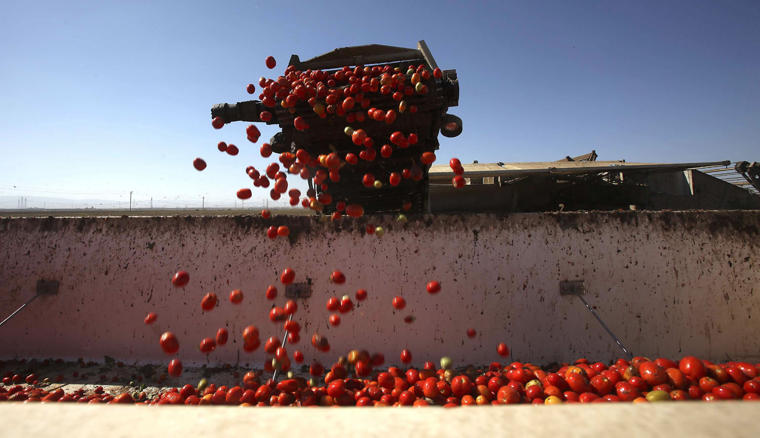Tomatoes drop into a bin at Stuart Woolf's family farm near Huron, Calif.