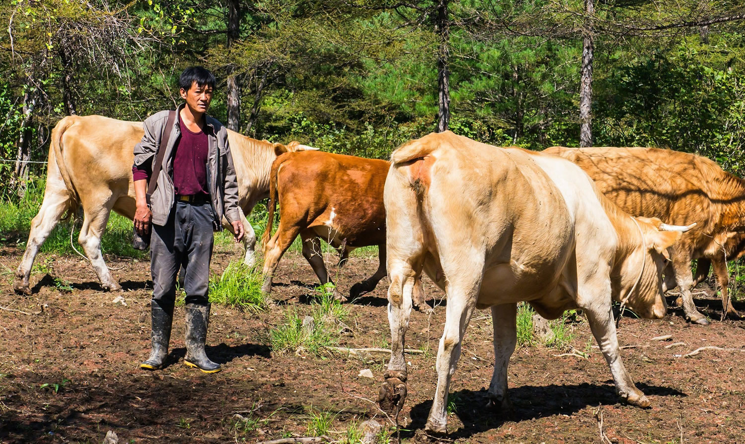 Cattle rancher Liu Xiangqing stands last month with an ox, at right, that lost its tail in a fight with a tiger last year.