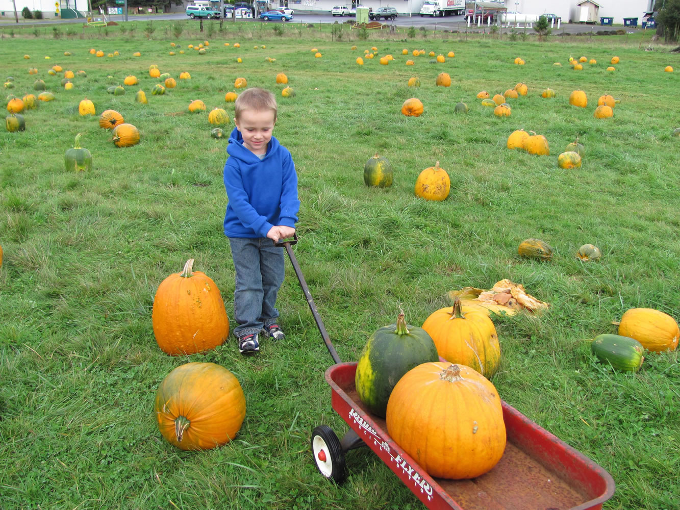 Selecting just the right pumpkin is a challenge for many.