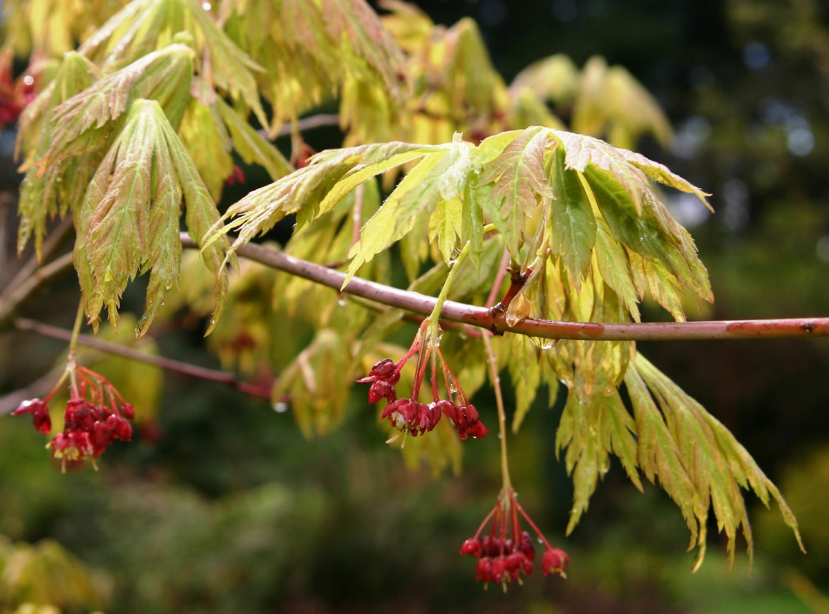 The fern leaf maple is a fine example of a small and elegant, four-season tree with year-round interest.