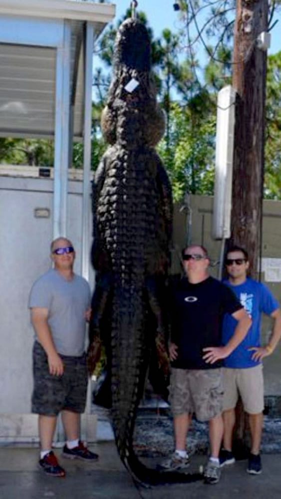 Orange County, Fla., Deputy Jason Forgey, Jeff Harris and Jeremy Harris pose with the 13-foot, 737.5-pound alligator they caught in Seminole County.