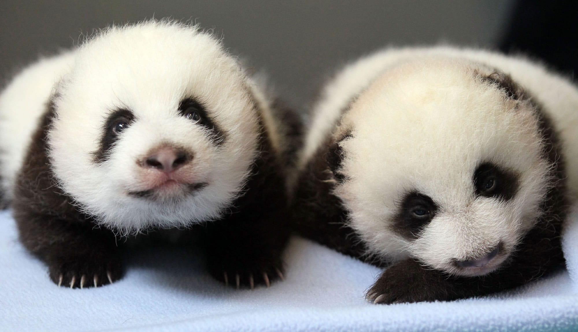 Baby pandas wait to be weighed at Zoo Atlanta.