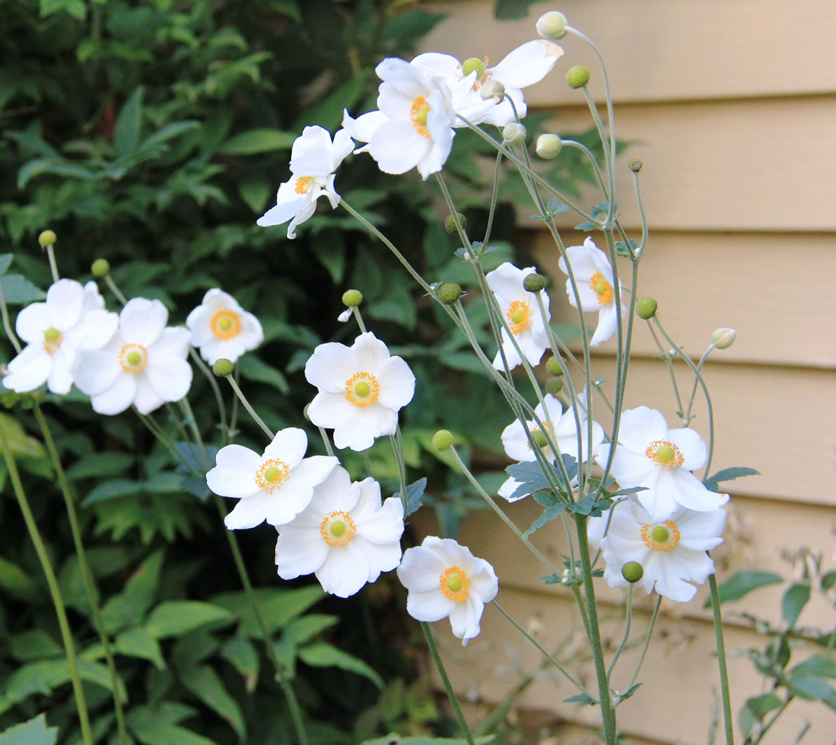 Rob Rosser
Japanese anemones add a distinct note of grace and charm to late-season borders.