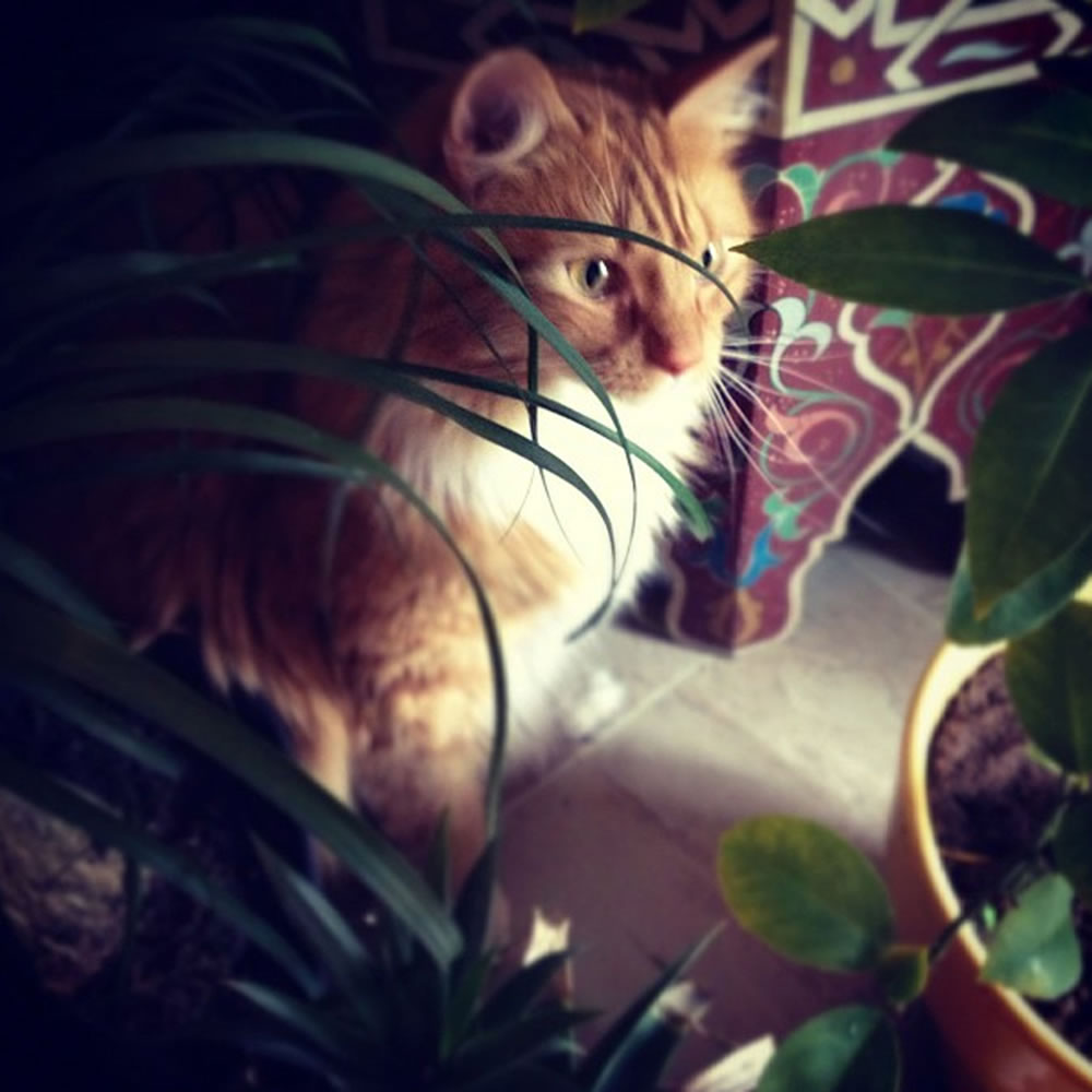 Olive sits in a cluster of plants in Bel Air, Md.