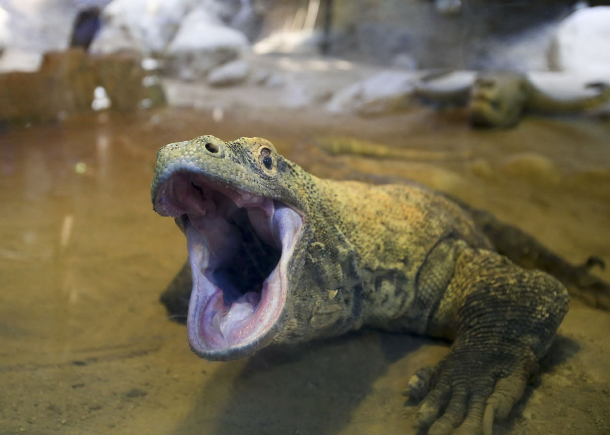 A giant komodo dragon male at the Los Angeles Zoo may look like he's ready to take a bite, but he is actually yawning on Tuesday.