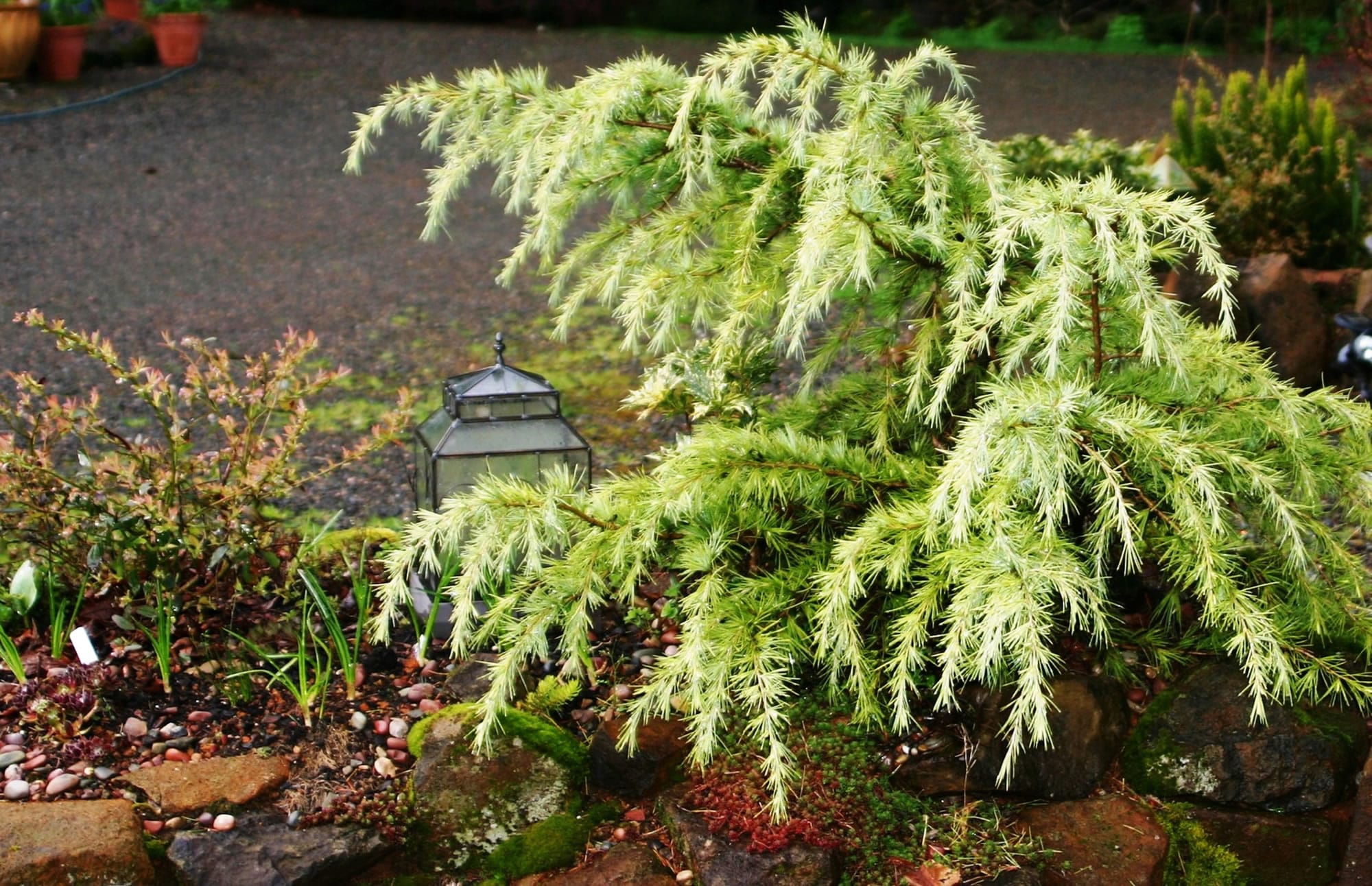 Every year, new colors are added to the once all-green family of conifers.