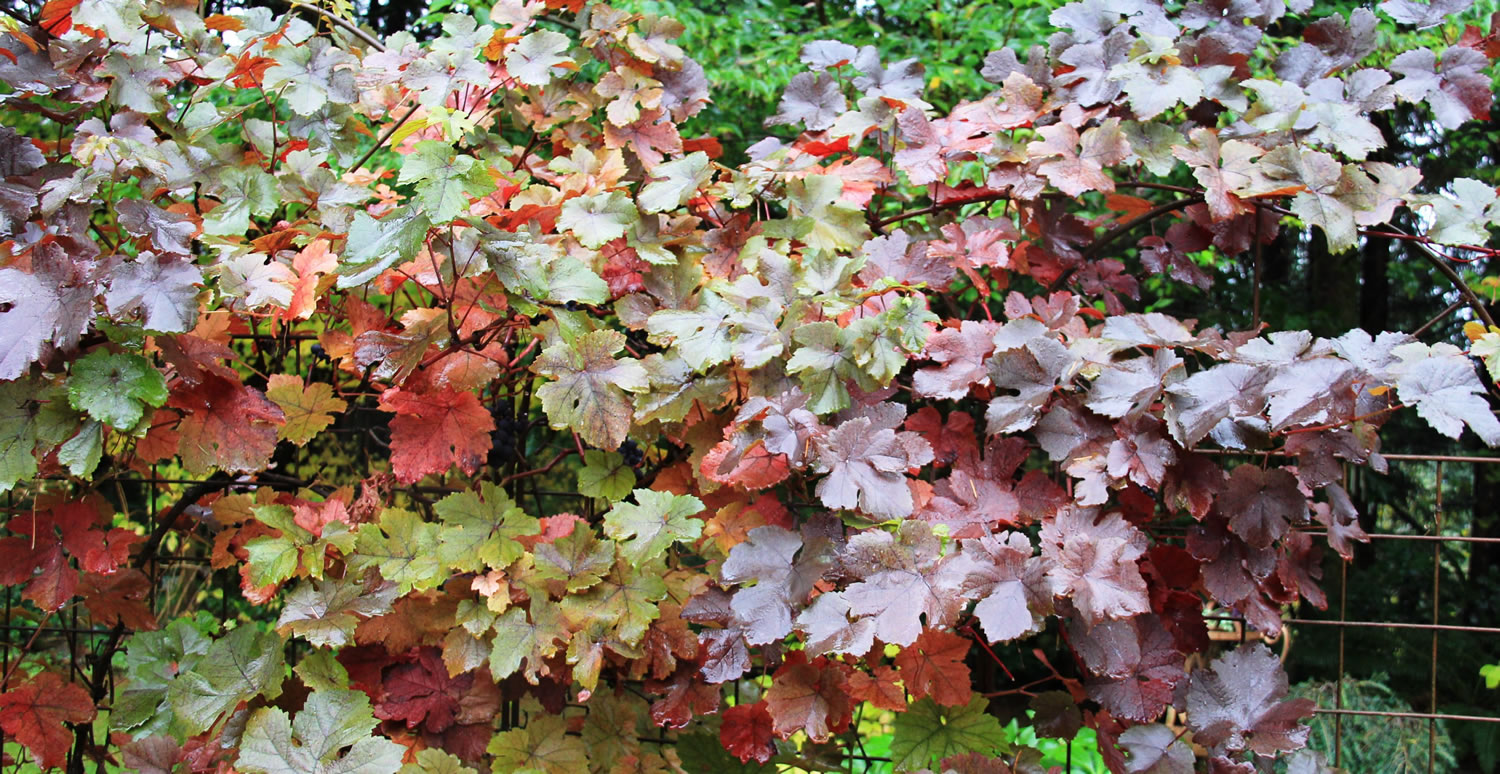 Vitis vinifera 'Brandt' is a small-scale ornamental grape cultivar known for its late autumn foliage.