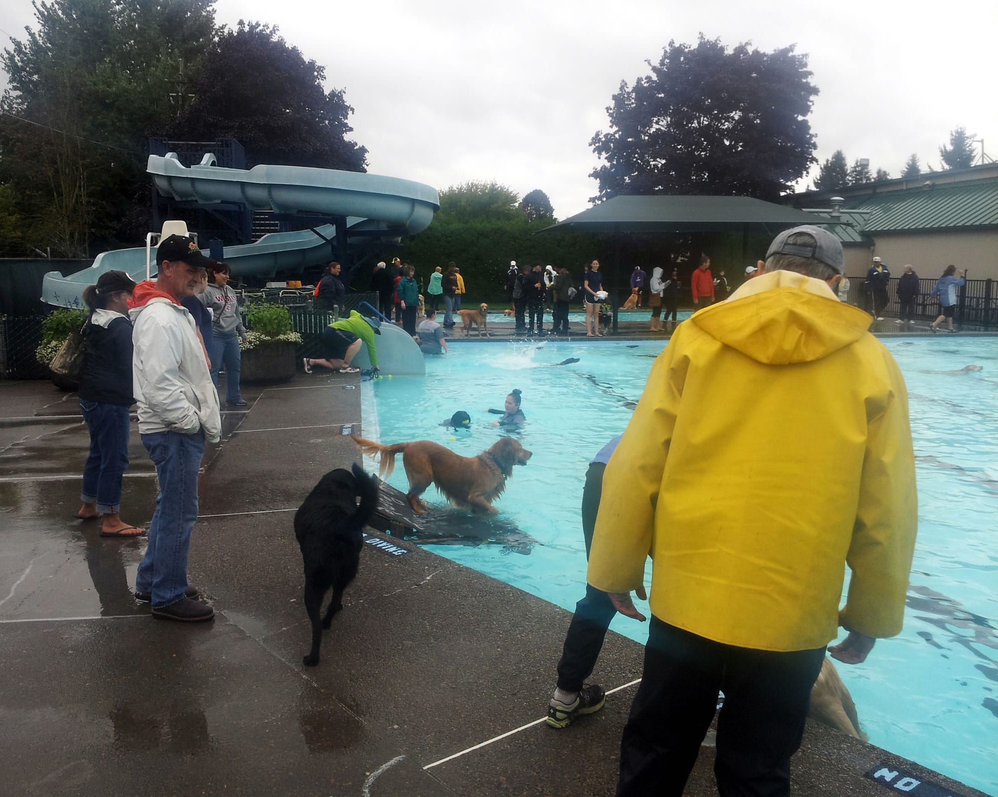 Lake Shore: The weather was wet but the doggies were happy to get even wetter when Lake Shore Athletic Club hosted its Seventh Annual Doggie Dive.