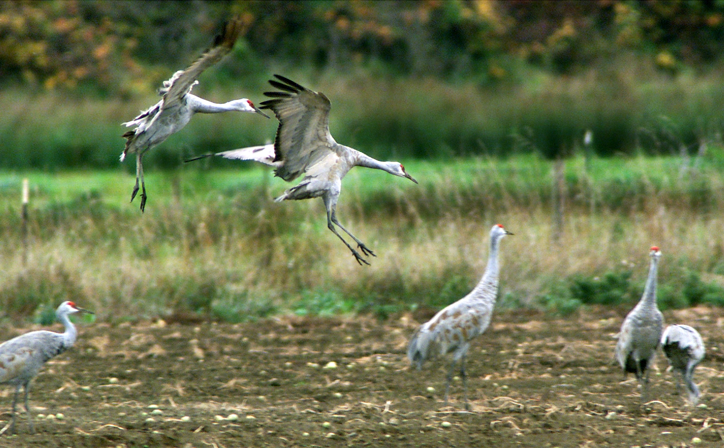 Two Sandhill cranes land in a field where other cranes are grazing near Lower River Road in 2003.