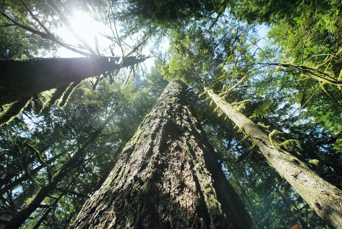 Old-growth Douglas fir trees stand along the Salmon River Trail on the Mount Hood National Forest outside Zigzag, Ore.