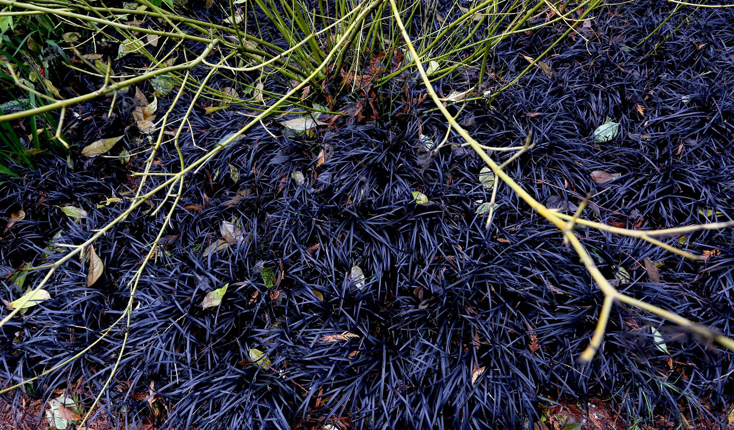 Mondo grass makes a bold groundcover statement with its black, purplish colors.