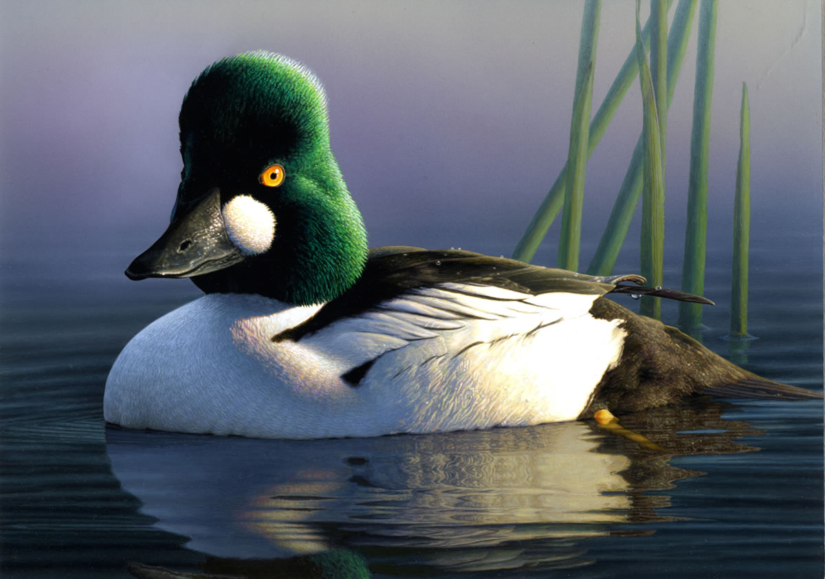An image of a common goldeneye painted  by Robert Steiner, an artist from San Francisco, is the winner of the 2012 Federal Duck Stamp Art Contest.