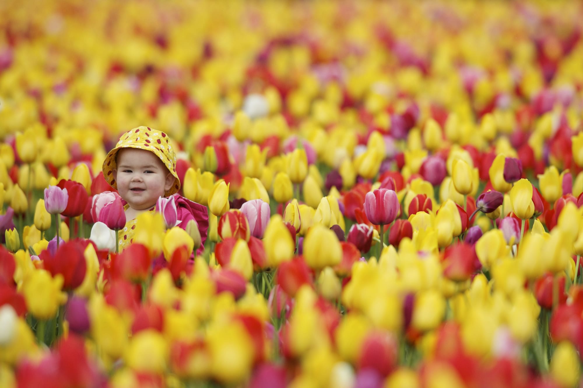 Aubrianna Hoskinson, 19 months, of Battle Ground is lost amid tulips Saturday at the Holland America Bulb Farms Tulip Festival in Woodland.