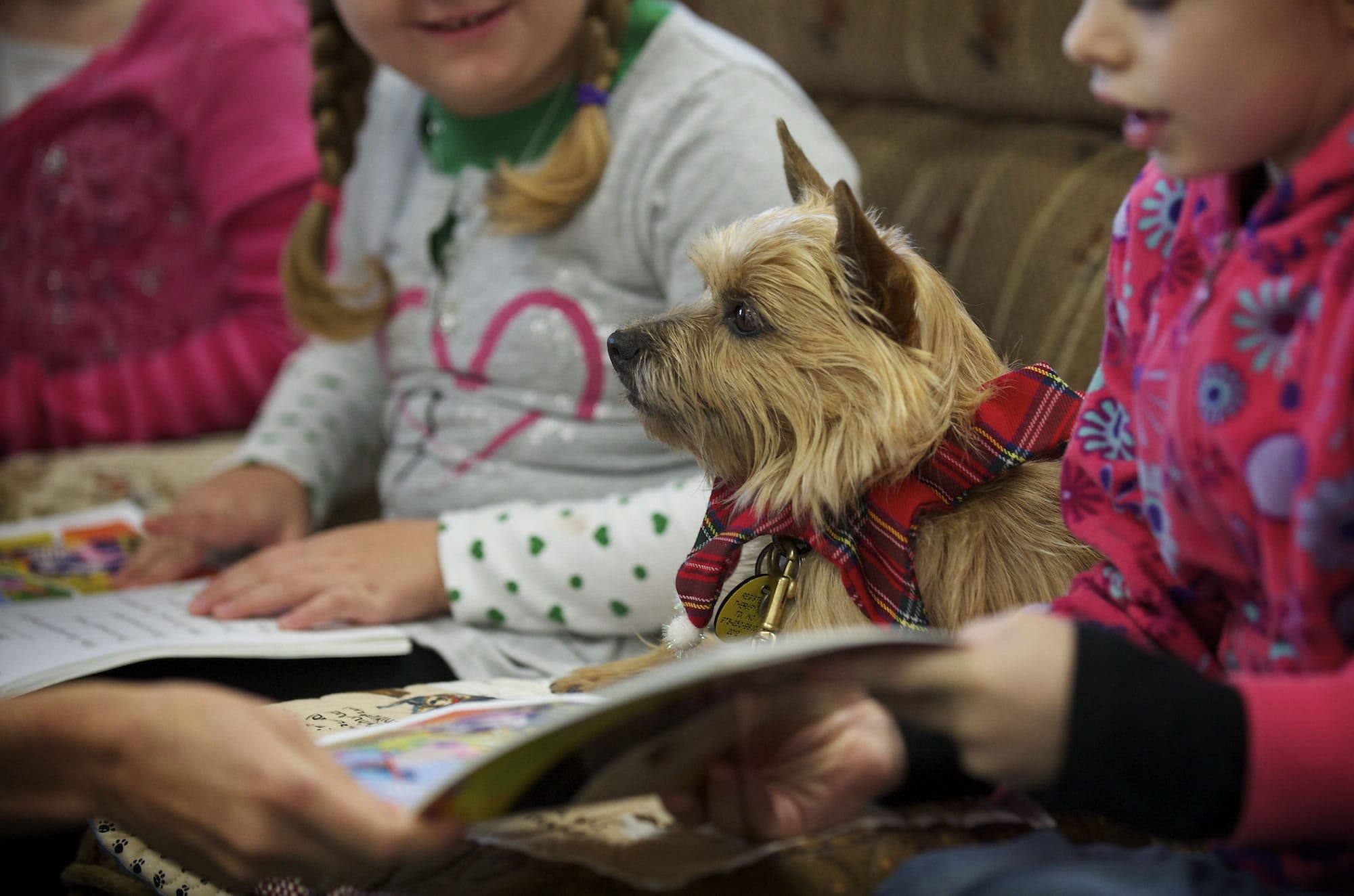 Therapy dog Stella, who belongs to Krista Anderson, of Ridgefield, patiently listens to first-graders in Michelle Lewellen's classroom read out loud at Woodland Primary School.