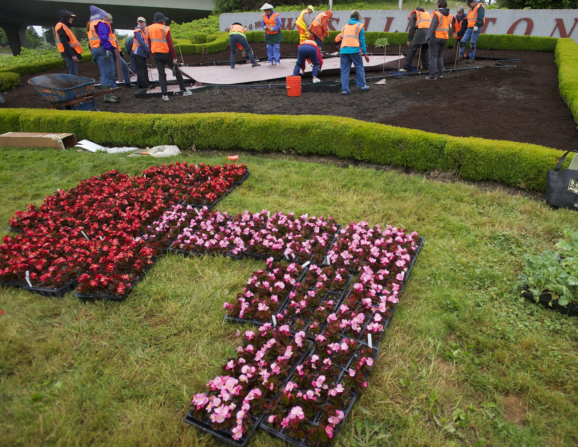 Master Gardener Foundation of Clark County volunteers prepare to plant flowers Saturday morning in the shape of a steelhead trout underneath the Welcome to Washington sign along Interstate 5.