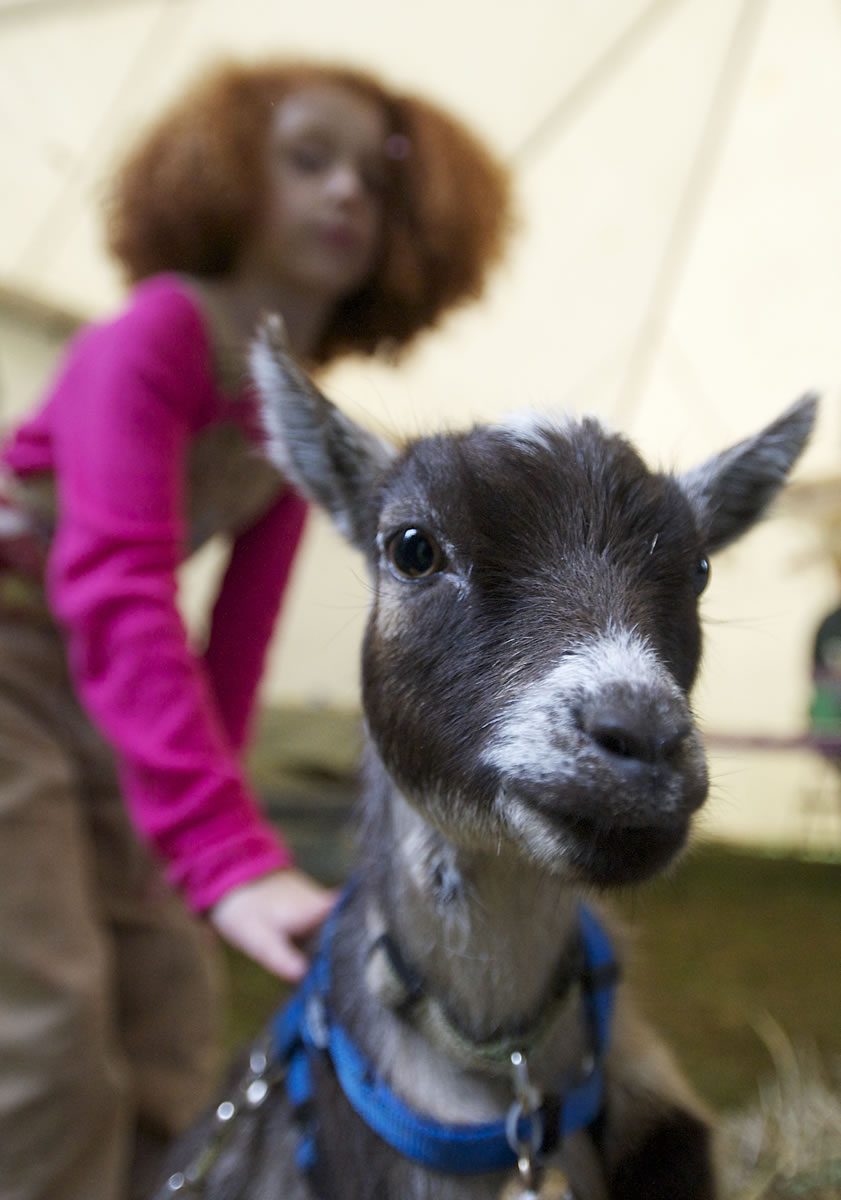 Ellen Swatosh, 6, of Yacolt pets Ginger, a pygmy goat born in May, during Homestead Day.