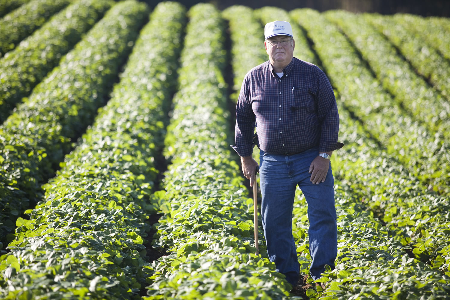 Bill Zimmerman, owner of Bi-Zi Farms near Vancouver, walks through a strawberry patch on Monday.