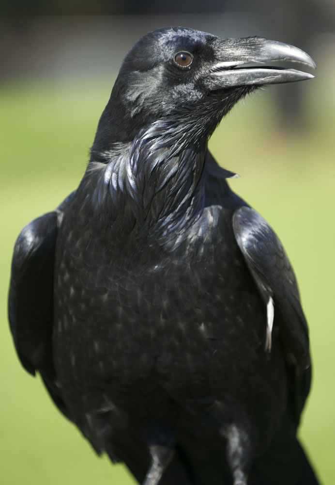 Aristophanes, a common raven, was among the stars at Birdfest.