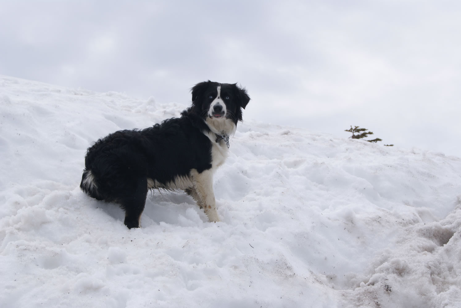 Stihl, a 2-year-old mini Australian shepherd, plays in the snow while hiking on Silver Star Mountain in Skamania County in June 2011.