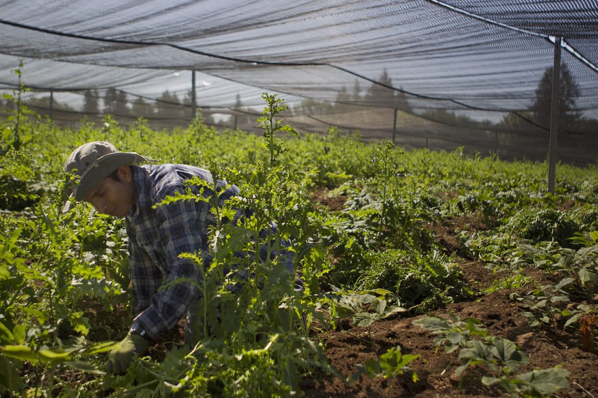 An employee at Sego's Herb Farm weeds the ginseng crop.